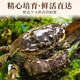 
[Living Crab] Suzhou hairy crab fresh live aquatic crab gift box male 4.0 two female 3.0 two male crab 4.0 female crab 3.0 5 to 10