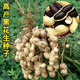 Black peanut seeds, sown in spring and summer, purple and black peanut seeds, black seed peanuts, original peanuts for field use, net weight in shell, Jin Jin equals 0.5 kilograms, 1000 grams