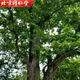 Beijing tongrentang Qingqian liujiangxi xiushii qingqian liu thé tendre feuille grenules thé vert qian liu the 100g qingqian liu jia thé