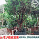 Jiabao Fruit Seedlings Sabah Jiabao Fruit Seedlings Grape Fruit Seedlings with Soil and Leaves Dongguan 13-year-old store 7-year-old tree Sabah 6173 141cm (inclusive)-170cm (inclusive)