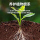 Powerful Rooting Powder Rapid Rooting and Seedling Strengthening Agent Rooting Powder Rapid Rooting Powerful Rooting Liquid Rooting Powder for Transplanting Rooting Powder 1 Jin Jin is equal to 0.5 kg, 1 pack