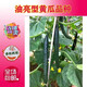 Green-fleshed, sweet, crispy melons with many cucumber seeds, shiny, straight, short-handled, densely thorned, high-yielding, disease-resistant, spring and autumn sowing cucumber seeds, Jinshun A6 original 500 capsules, two bags