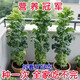 Tianfen kale seeds, four-season balcony cold-resistant edible olive vegetables, easy-to-grow potted high-calcium vegetable seeds in the field, high-nutrition green kale seeds, 10 capsules