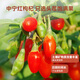 Jd.com Ginseng и Wolfberry Raw Powder 500 мл Ningxia Ginseng Changbaishan Ginseng Double Custing 10 бутылок праздничных подарков