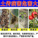 Soil bacteria clear agricultural genuine soil-borne diseases special rapid disinfection, sterilization and resistance to repeated cropping microbial fertilizer 5 bags, sterilization and disease resistance, soaring production