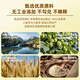 贵膳青岛金麦浓艾原浆精酿啤酒13.2度高麦芽大瓶装750ml麦香醇厚 【只为这一口】 750mL 2瓶