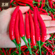 Beishu Chaotian pepper seeds super spicy millet pepper four-season vegetable seeds Saranna Chaotian pepper seeds 100 capsules