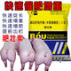 Fattening agent for fattening pigs to gain weight quickly, fattening pigs for fattening, fattening pigs, loose pigs, Erjian quick fattening agent 4 bags