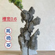 The raw stone is slotted and attached to the stone bonsai, which can be attached with elm, golden bean, fish tank, rockery, garden landscaping stone 17-20cm (slotted model will be shipped randomly)