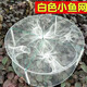 Shushe Shop 4-hole white small fish and shrimp pot specializes in catching small fish and shrimp net fishing gear round fish pot can be sent by post, diameter 33 cm, 4 ropes
