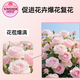 Fragrant and elegant, full of roots, salt-reducing rooting agent, acid adjustment, flower and green plant potted agricultural use, 2 bottles, affordable package, can be mixed with 1000 Jin Jin equal to 0.5 kg of water