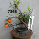 Gold Glühbirne Mutterstapel mit Obst Lieferung einheimische Goldeiggold-Bestellung Goldbirne Native Small Micro Bonsai 7371 20 cm (inklusive) -30 cm (ausgenommen)