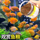 半紫半红金鱼锦鲤鱼食观赏鱼饲料通用上浮型增色不浑水三色鱼粮 三效合一1050ml小颗粒【1斤装】