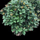 Las plántulas de Osmanthus, todas las estaciones, la fragancia de Osmanthus, las flores frescas se pueden comer, el período de floración es de aproximadamente 200 días, plantación fácil de interior y exterior, Sigui 854