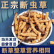 冬虫夏草断草断虫草高海拔虫草断草正宗冬虫夏草滋补品泡酒料药材 西藏那曲大断草100克装送12克