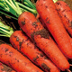 Nine-inch three-red carrots, summer and autumn heat-resistant and cold-resistant fruits and vegetables, radish, crispy and sweet for all seasons, garden carrots for all seasons, nine-inch carrot seeds, new varieties, high-quality varieties, 2 packs, about 2066 seeds