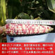 National Approval Super Sweet Colorful Waxy Corn Seeds Flowery Waxy Corn Seeds Colorful Cloud Sweet Waxy Corn Farmers High Yield National Approval Colorful Waxy Corn Seeds 3 packs of about 150 grains