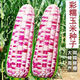 National Approval Super Sweet Colorful Waxy Corn Seeds Flowery Waxy Corn Seeds Colorful Cloud Sweet Waxy Corn Farmers High Yield National Approval Colorful Waxy Corn Seeds 3 packs of about 150 grains