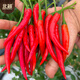 Beishu Chaotian pepper seeds super spicy millet pepper four-season vegetable seeds Saranna Chaotian pepper seeds 100 capsules