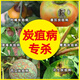 Hulian plant protection pesticide benzochlorid fresh anthracnose special medicine pepper vegetable citrus fruit tree strawberry agricultural sterilization 1000g (6 bottles)