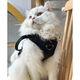OTHER trendy brand ins dog collar chest strap dog neck ring vest small dog and cat traction leash to prevent breaking out and going out. traction bag 12595cm L: bust circumference 4047cm recommended 1012Jin [Jin equals 0.5 kg]