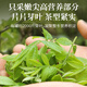 Fudonghai Qingqian Liu Tea 180g [Special A-grade] Money willow leaves deep in the mountains, old trees and young leaves to give health tea to parents