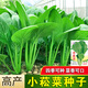 
Green stems and small vegetable seeds in spring and summer, small cabbage, rapeseed, vegetable seeds, green vegetable seeds, all seasons of balcony pot plant #G4B[Xiaoseng seeds] 15931 capsules