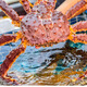 
Russian king crab imported fresh and quick-frozen whole crab legs, seafood and aquatic products gift box festival 4.5-5 Jin [Jin equals 0.5 kg]/one (1 Jin [Jin equals 0.5 kg] shrimp)