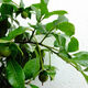 Gold Glühbirne Mutterstapel mit Obst Lieferung einheimische Goldeiggold-Bestellung Goldbirne Native Small Micro Bonsai 7371 20 cm (inklusive) -30 cm (ausgenommen)
