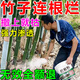 Bamboo-killing medicine for killing bamboo root and root rot. Powerful to kill bamboo king. Bamboo-killing medicine. Bamboo root and root rot powder. Three barrels. Buy two and get one free. Easy-to-use medicine for killing bamboo root.