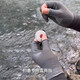 
Zhizhou Fishing Gloves Non-stick bait Anti-puncture Waterproof Luya Men's Sunscreen Dew Two-finger Anti-slip Half-finger Black + Gray [4 double packs]