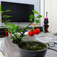 Gold Glühbirne Mutterstapel mit Obst Lieferung einheimische Goldeiggold-Bestellung Goldbirne Native Small Micro Bonsai 7371 20 cm (inklusive) -30 cm (ausgenommen)