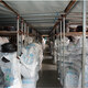 Sanlux (Sanlux) D3658D3708D3734D3759D3785D3810D3861D3886 CINTO DE TRIANGLO D CINTO D CINTO TRIANGLE DE SANLUX D BAND D3048