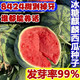 8424 Kirin watermelon seeds, seedless, high-yield rock sugar, lazy watermelon seeds, southern four-season vegetable and fruit seeds, Huayu original color pack, 2 packs, about 100 capsules