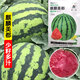 Kirin Meidu watermelon seeds with thin skin, crack-resistant, few seeds, super sweet and crispy 8424 round watermelon Meidu watermelon seeds, 200 pieces original Kirin Meidu