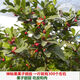 Mysterious fruit seedlings bloom in all seasons and bear fruit in the same year. The fruit seedlings turn into sweet potted plantings in Dongguan for 13 years. 6 and a half years. 5012. Under 15cm.
