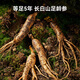 Jd.com Ginseng и Wolfberry Raw Powder 500 мл Ningxia Ginseng Changbaishan Ginseng Double Custing 10 бутылок праздничных подарков