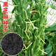 Black sesame seeds white sesame seeds oil extraction Academy of Agricultural Sciences hybrid high oil stable yield short stem eight-edge seed base special ultra-high sesame seed king original 100g bag