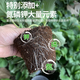Nutrient soil for growing vegetables, organic orchid plant potting soil, coconut brick soil, selected nutrient soil 5 Jin Jin is equal to 0.5 kg