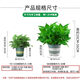 Shuangmeng green radish potted formaldehyde-removing flowers and green plants office 180-gallon self-priming water basin 8 pots straight from the source