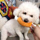 Dog toy plush sounding chicken drumstick teething resistant puppy Teddy Bichon Pomeranian self-pleasure relief pet supplies 1 drumstick