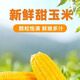 High-quality sweet corn, fresh fruit corn, freshly picked tender corn, sweet fruit corn, nutritious breakfast juice, 1.8-2Jin Jin equal to 0.5kg, with box, 2-3 pieces, starting from 300g/root