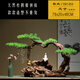 Ouoety New Chinese Zen Willkommen bei Pine Wurzelkunst Wurzel geschnitzte verwitterte Holzornamente Model Room Club Hotel Eingang TV -Schrank YM1396: Stil (voller Bild)