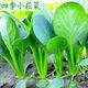 
Green stems and small vegetable seeds in spring and summer, small cabbage, rapeseed, vegetable seeds, green vegetable seeds, all seasons of balcony pot plant #G4B[Xiaoseng seeds] 15931 capsules