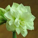Imported amaryllis seed bulbs, large ball potted flower seedlings, double amaryllis seeds with buds for all seasons, green plants and flowers 8. Elf seed bulb circumference 15-18cm