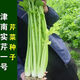 Jinnan Shiqin solid celery seeds, balcony potted celery, farmhouse vegetable garden sowing vegetable seeds in all seasons, Jinnan Shiqin seeds, 10 packs, about 10,000 grains