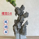 The raw stone is slotted and attached to the stone bonsai, which can be attached with elm, golden bean, fish tank, rockery, garden landscaping stone 17-20cm (slotted model will be shipped randomly)