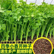 Four Seasons Small Parsley Large Leaf Vegetable Seed Seedlings for Balcony Indoor Potted Vegetable Seedling Planting Tender and Crispy Small Parsley Approximately 1000 pieces Brand Original Color Pack