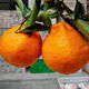 Authentic Sichuan Chunjian tangerine seeds, fruit tree dada tangerine, southern ugly tangerine seeds, planted in the north and south, tangerine seeds, two packs of about 20 pieces