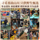 Dongzai [Narqu, Tibet] Wild Cordyceps sinensis hoher Höhe wildes Cordyceps sinensis Tonic Gift Box für Älteste [Narqu, Tibet] Fleischfestival - wirtschaftliche und erschwingliche 5 Gramm (Geschenkbox)